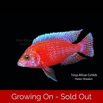 PAIR - Aulonocara Firefish *Line Bred* - COLOURED PAIR 7-8cm LIMITED STOCK PAIR - Aulonocara Firefish *Line Bred* - COLOURED PAIR 7-8cm LIMITED STOCK